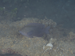 Pomacentrus cuneatus