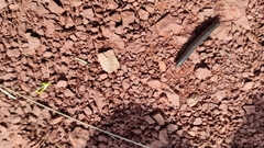 Ommatoiulus rutilans