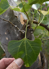 Tinospora smilacina