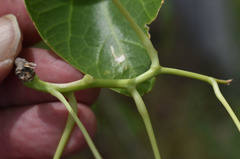 Tinospora smilacina