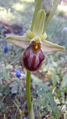 Ophrys sphegodes grammica