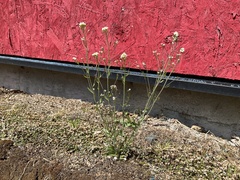 Arabidopsis thaliana