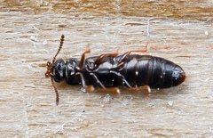 Phloeostiba lapponica