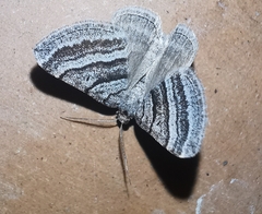 Scotopteryx coarctaria