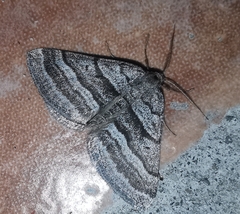Scotopteryx coarctaria