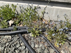 Myosotis arvensis