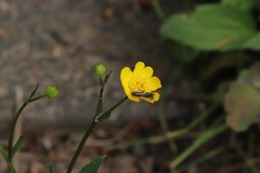 Chelostoma florisomne