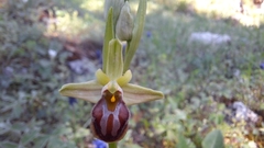 Ophrys sphegodes grammica