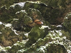 Arhopala achelous