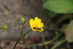 Chelostoma florisomne