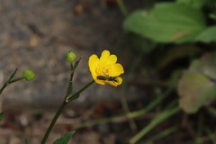 Chelostoma florisomne