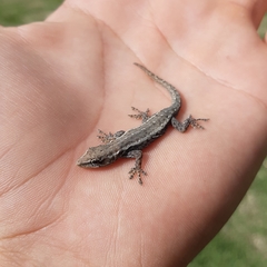 Lygodactylus capensis