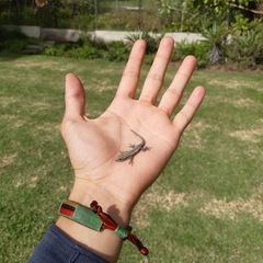 Lygodactylus capensis