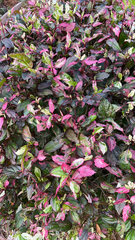 Magnoliopsida