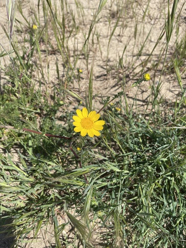 Garland Daisy