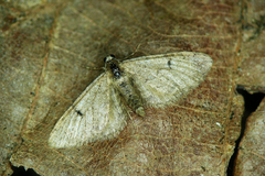 Eupithecia indigata