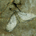 Eupithecia indigata - Photo (c) Michał Brzeziński, algunos derechos reservados (CC BY-NC), subido por Michał Brzeziński