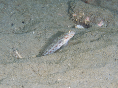 Ctenogobiops crocineus
