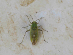 Conostethus venustus