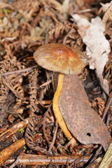 Stropharia formosa