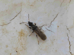Microplax interrupta