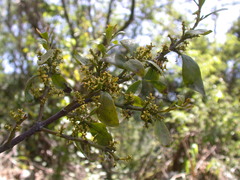 Loranthus kaoi