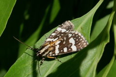 Ipanica cornigera