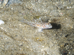 Fusigobius melacron