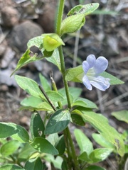 Barleria ventricosa
