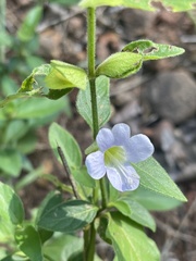 Barleria ventricosa