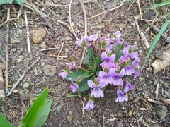 Viola prionantha