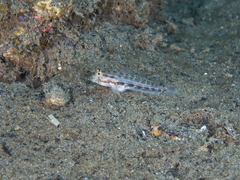 Gnatholepis cauerensis
