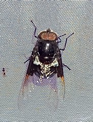 Copestylum mexicanum