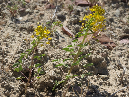 Cleomella hillmanii var. hillmanii