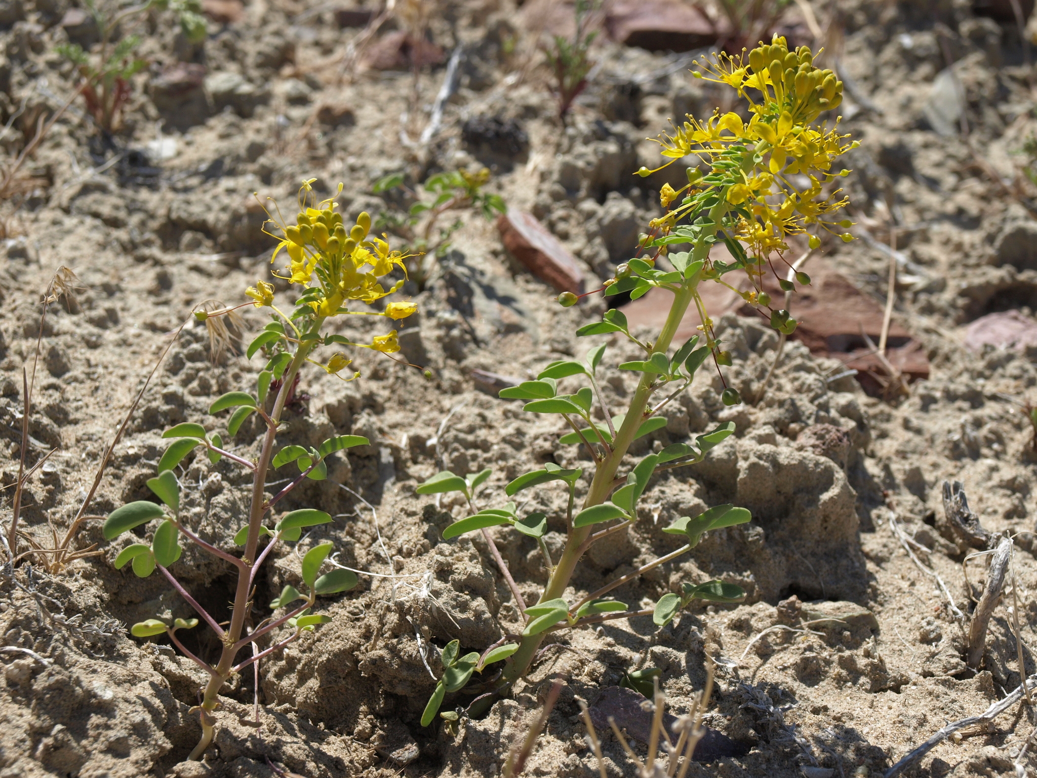 Cleomella hillmanii var. hillmanii