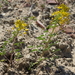 Cleomella hillmanii hillmanii - Photo (c) Jim Morefield, some rights reserved (CC BY), uploaded by Jim Morefield