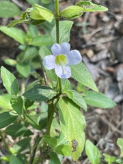 Barleria ventricosa