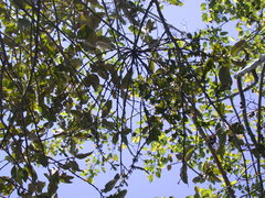 Loranthus kaoi
