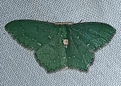 Chloropteryx nordicaria