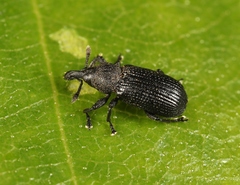 Magdalis carbonaria