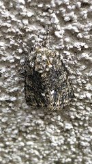 Acronicta rumicis