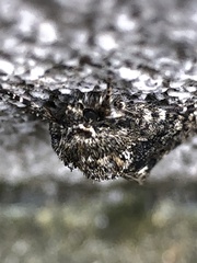 Acronicta rumicis