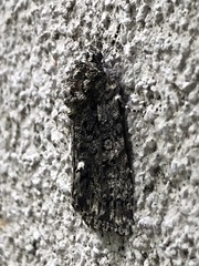 Acronicta rumicis
