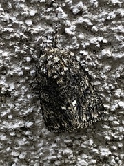 Acronicta rumicis