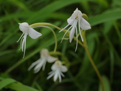 Habenaria rariflora