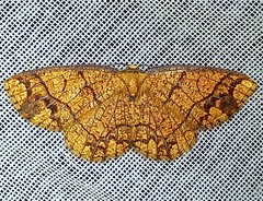 Periclina syctaria