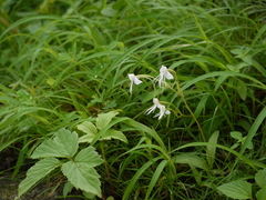 Habenaria rariflora