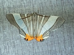 Opisthoxia miletia