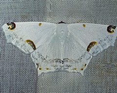 Sericoptera mahometaria