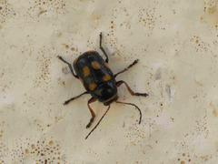 Cryptocephalus octoguttatus